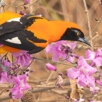 Orange-backed Troupial